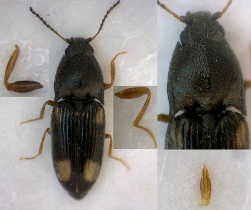 Zorochros sp.